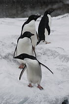 Adelie Penguin (Pygoscelis adeliae) group on ice, Antarctica