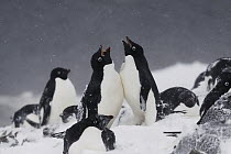 Adelie Penguin (Pygoscelis adeliae) pair courting, Antarctica