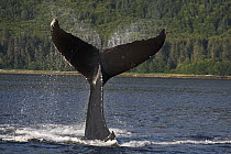 Humpback Whale (Megaptera novaeangliae) tail slapping, Alaska