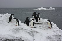Adelie Penguin (Pygoscelis adeliae) group on iceberg, Antarctica