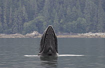 Humpback Whale (Megaptera novaeangliae) spy hopping, Alaska