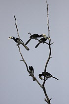 Malabar Pied-Hornbill (Anthracoceros coronatus) group, Borneo, Malaysia