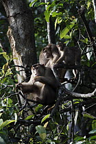 Pig-tailed Macaque (Macaca nemestrina) group in rainforest, Borneo, Malaysia