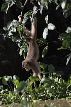 Pig-tailed Macaque (Macaca nemestrina) foraging on aquatic vegetation by hanging from branches, Borneo, Malaysia