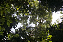 Rainforest canopy showing sunlit leaves, Borneo, Malaysia