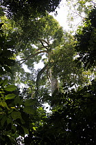 Rainforest canopy showing sunlit leaves, Borneo, Malaysia