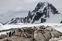 Gentoo Penguin (Pygoscelis papua) breeding colony, Antarctica