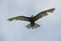 Inca Tern (Larosterna inca) flying, Pucusana, Peru