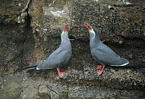 Inca Tern (Larosterna inca) pair courting, Pucusana, Peru