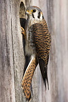 American Kestrel (Falco sparverius) female at nest box, Prairie du Chien, Wisconsin