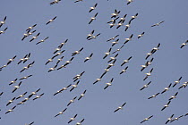American White Pelican (Pelecanus erythrorhynchos) flock flying, using thermals, Prairie du Chien, Wisconsin