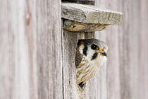 American Kestrel (Falco sparverius) female peeking out of nest box, Prairie du Chien, Wisconsin