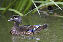 Wood Duck (Aix sponsa) female, Santa Cruz, Monterey Bay, California