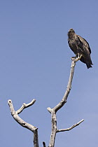 California Condor (Gymnogyps californianus) juvenile, Big Sur, California