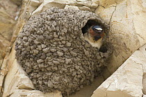 American Cliff Swallow (Petrochelidon pyrrhonota) in mud nest on cliff, Santa Cruz, Monterey Bay, California