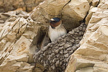 American Cliff Swallow (Petrochelidon pyrrhonota) in partial mud nest on cliff, Santa Cruz, Monterey Bay, California