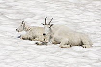 Mountain Goat (Oreamnos americanus) mother and kid cooling off on snow patch, Logan Pass, Glacier National Park, Montana