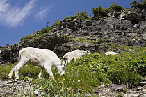 Mountain Goat (Oreamnos americanus) females, which are shedding their winter coats, and kid grazing, Logan Pass, Glacier National Park, Montana