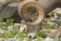 Bighorn Sheep (Ovis canadensis) ram grazing, Glacier National Park, Montana