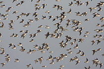 Western Sandpiper (Calidris mauri) flock flying, Pajaro Dunes, Monterey Bay, California