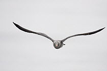 Heermann's Gull (Larus heermanni) flying, Monterey Bay, California