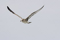 California Gull (Larus californicus) juvenile, first winter plumage, flying, Monterey Bay, California