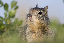 California Ground Squirrel (Spermophilus beecheyi) alert in grass, Berkeley, San Francisco Bay, California