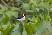 Red-capped Cardinal (Paroaria gularis), Pantanal, Brazil