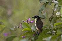 Black-capped Donacobius (Donacobius atricapilla), Pantanal, Brazil