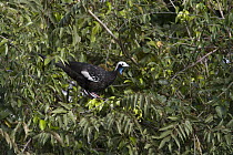 Blue-throated Piping-Guan (Pipile cumanensis), Pantanal, Brazil