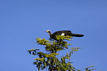 Red-throated Piping-Guan (Pipile cujubi), Pantanal, Brazil