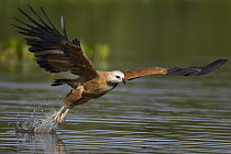Black-collared Hawk (Busarellus nigricollis) fishing, Pantanal, Brazil