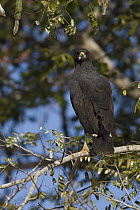 Great Black Hawk (Buteogallus urubitinga), Pantanal, Brazil