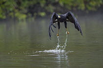 Great Black Hawk (Buteogallus urubitinga) fishing, Pantanal, Brazil