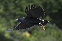 Great Black Hawk (Buteogallus urubitinga) flying, Pantanal, Brazil