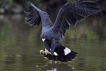 Great Black Hawk (Buteogallus urubitinga) hunting, Pantanal, Brazil