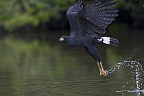 Great Black Hawk (Buteogallus urubitinga) hunting, Pantanal, Brazil