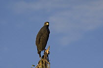 Great Black Hawk (Buteogallus urubitinga), Pantanal, Brazil