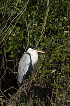 White-necked Heron (Ardea cocoi), Cuiaba River, Pantanal, Brazil