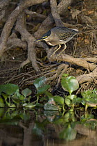 Striated Heron (Butorides striatus) foraging, Cuiaba River, Pantanal, Brazil