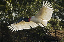 Jabiru Stork (Jabiru mycteria) flying, Pantanal, Brazil