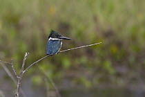 Amazon Kingfisher (Chloroceryle amazona), Pantanal, Brazil
