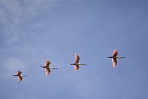 Roseate Spoonbill (Platalea ajaja) group flying, Pantanal, Brazil