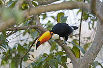 Toco Toucan (Ramphastos toco), Pantanal, Brazil