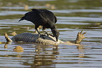 American Black Vulture (Coragyps atratus) foraging on caiman carcass floating in river, Cuiaba River, Pantanal, Brazil