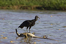 American Black Vulture (Coragyps atratus) on caiman carcass floating in river, Cuiaba River, Pantanal, Brazil