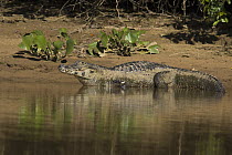 Spectacled Caiman (Caiman crocodilus) on shore, Pantanal, Brazil