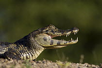 Spectacled Caiman (Caiman crocodilus), Pantanal, Brazil