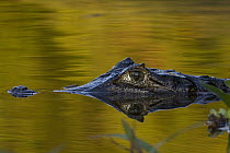 Spectacled Caiman (Caiman crocodilus) floating in water, Pantanal, Brazil