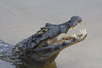 Spectacled Caiman (Caiman crocodilus) eating fish, Pantanal, Brazil